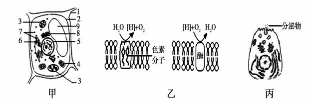 【2011湖南十二校联考】下列有关生物的共同特征的叙述,正确的是 A.酵母菌、乳酸菌都是细菌,且都能进行有丝分裂,遗传都遵循遗传定律 B.酵母菌、乳酸菌、硝化细菌都不含叶绿素,且都是分解者,都能进行有氧呼吸 C.乳酸菌、硝化细菌、蓝藻都是原核生物,且都有细胞壁,体内含有DNA和RNA两类核酸分子 D.