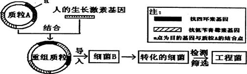 下图是将人的生长激素基因导入细菌b细胞内制造"工程菌"的示意图.已知