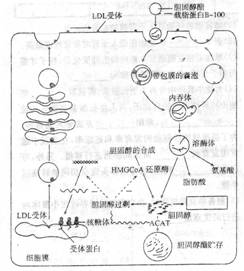 血浆中含有的脂质以脂蛋白的形式存在和运输,脂蛋白由脂质与载脂蛋白