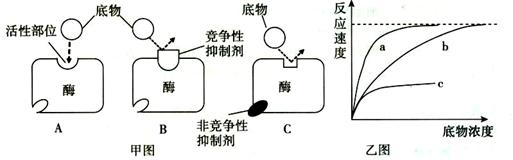 在生物化学反应中,当底物与酶的活性位点形成互补结构时(如甲图