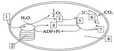 下图表示叶绿体的结构和功能,请回答:([ ]内填数字,数字与文字全对才