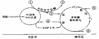 下图是光合作用过程的示意图,请分析回答