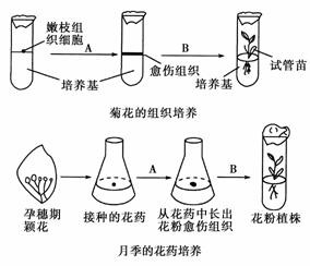 如图表示菊花的嫩枝和月季的花药的离体培养过程,请回答