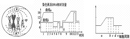 图1是某高等生物细胞增殖某时期模式图,图2是该生物