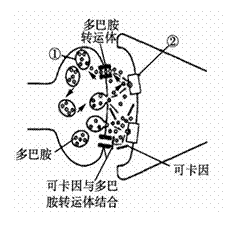 如图是毒品可卡因对人脑部神经冲动传递干扰的示意图,下列有关说法正