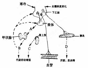 下面表示人体血糖浓度发生变化和人体受寒冷刺激后的部分调节过程示意