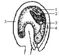 右图为荠菜胚发育的某时期示意图.基因型aa个体与基因