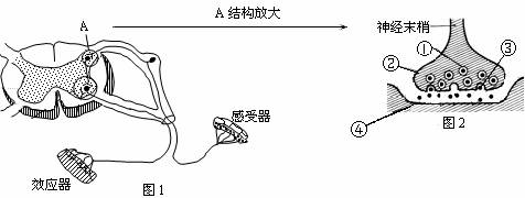 下图是一个反射弧和突触的结构示意图.请分析回答
