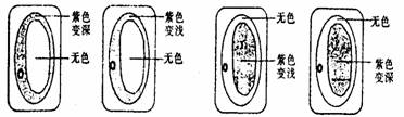 紫色洋葱表皮细胞发生质壁分离后,在显微镜下观察到的