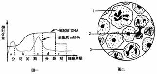高中生物2010-2011学年度山东省临沂市第一学期高三