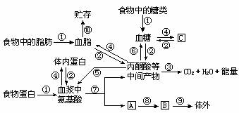 下图表示出了人和动物的糖,脂,蛋白质代谢,据图回答问题