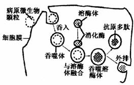高中生物细胞的结构与功能试题列表-高中生物细胞的与