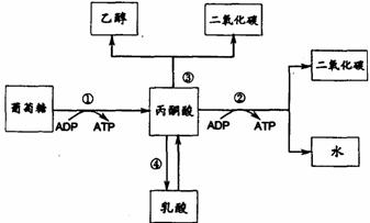 生物体内葡萄糖分解代谢过程的图解如下
