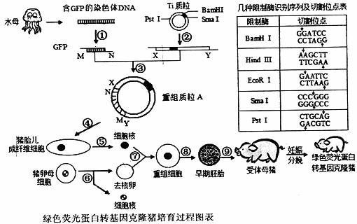 绿色荧光蛋白基因(GFP)被发现以来,一直作为一个监测完整细胞和组织内基因表达及蛋白位的理想标记。请根据图表回答下列问题。 (1)若图中GFP的M端伸出的核苷酸的碱基序列是TTCGA,N端伸出的核苷酸的碱基序列是CTGCA,则在构建含该GFP的重组质粒A时,应选用限制酶