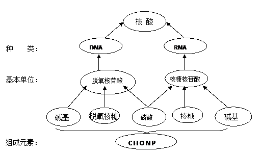 关于核酸分子组成的叙述,正确的是 a.核苷是核酸的基本单位b.核酸的基