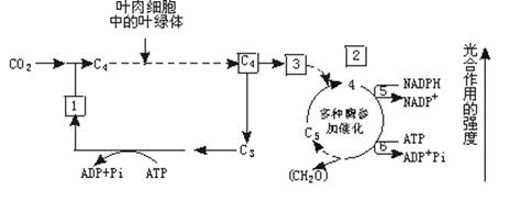 下图是c4植物光合作用过程示意图.依图回答:(1)当co2进入叶肉细胞的