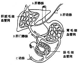 下图为人体的肝脏,胃,部分小肠及相关的血液循环示意图,请据图回答相