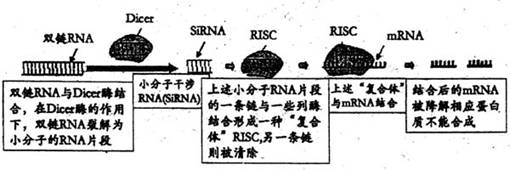 cdna是单链还是双链_rna是单链还是双链_质粒