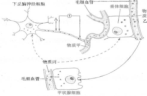 下图表示下丘脑神经细胞,垂体细胞,甲状腺细胞及它们分泌的激素之间的