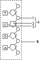 下图是某核苷酸链示意图,据图回答问题