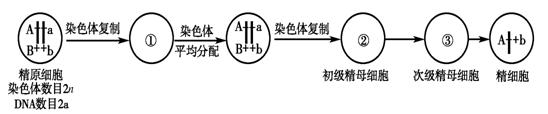 下图为精原细胞增殖以及形成精子过程示意图.