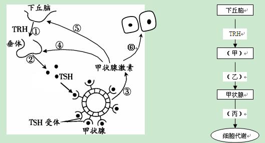 下面左图是甲状腺激素分泌的调控模式图,右图是左图的简化示意图.