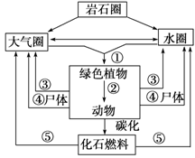 分析下面碳循环示意图并据图回答问题