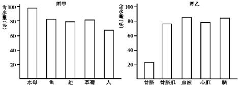 下图甲表示几种生物体内的含水量,图乙表示人体内有关组织或器官的含