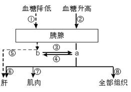 下图是人体内血糖调节的局部图解,图中a,b表示参与血糖调节的两种激素