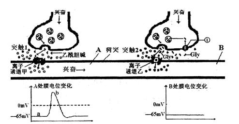 兴奋在中枢神经系统的传导过程中,有时存在一个突触引起的兴奋被后一