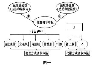 下图是人体体温调节和激素反馈调节示意图,请据图回答问题