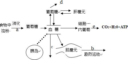 下面是正常人的糖代谢途径及其调节的示意图,请根据图示回答