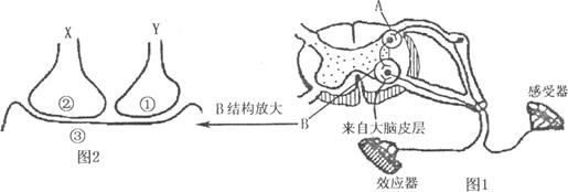 图1和图2分别是反射弧和突触的结构示意图,图2中的y来自图1中的a,图2