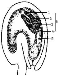 图示为荠菜胚,据图回答问题