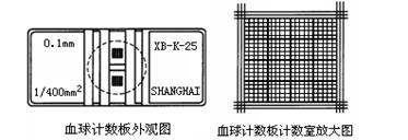 探究培养液中酵母菌种群数量变化的实验中,血球计数板