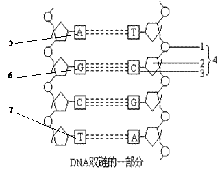 下图为dna分子结构示意图,请据图回答: www.k@s@5@u.