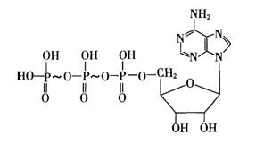 高中生物酶与atp试题列表-高中生物细胞代谢