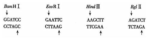 限制酶是一种核酸内切酶,可识别并切割dna分子上特定