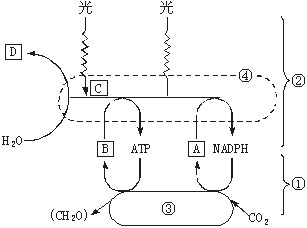 10,图3—3为光合作用过程示意图,请据图回答