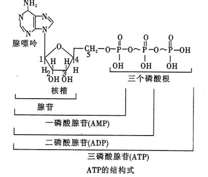 核苷酸能被酶促磷酸化,下列哪一种反应是不可能的?