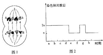 图2表示细胞分裂过程中不同时期染色体数目的变化