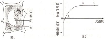 图1是某植物叶肉细胞的结构示意图,图2表示该植物在不