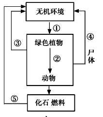 下图是生态系统中碳循环的示意图,请据图回答