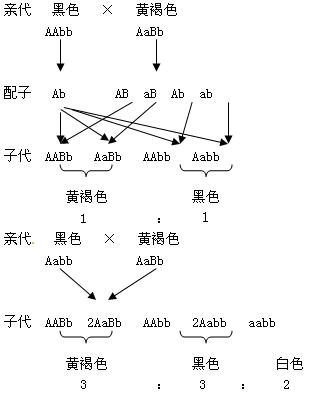 菜豆种皮颜色由两对非等位基因a(a)和b(b)调控.