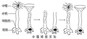 高中生物细胞的结构与功能试题列表-高中生物细胞的分子组成与结构