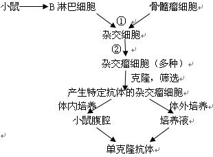 下图为某同学设计的生产单克隆抗体的流程图,据图回答