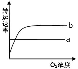 图中曲线a,b表示分子跨膜运输速率与o2浓度的关系,下列分析不正确的