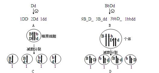 下图最能正确表示基因自由组合定律实质的是 ( )