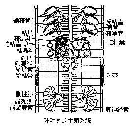 蚯蚓的受精囊是( )