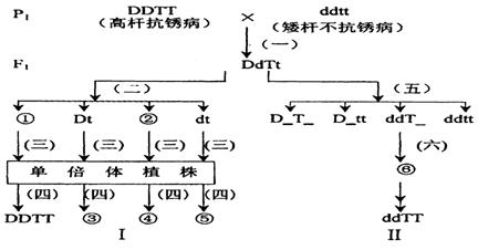 两对基因独立遗传.